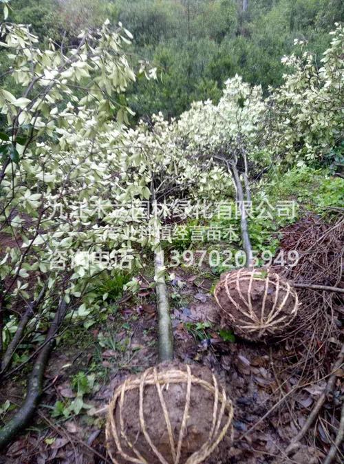 厚皮香-產(chǎn)品展示-九江木蘭園林綠化